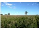 Orange NSW 2800