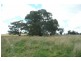 Forest Reefs NSW 2798