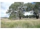 Forest Reefs NSW 2798