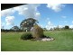 Lucknow NSW 2800