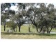 Lucknow NSW 2800