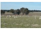 Orange NSW 2800