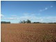 Orange NSW 2800
