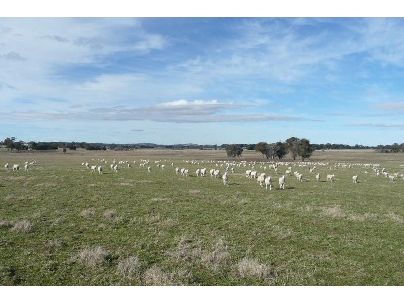 Orange NSW 2800