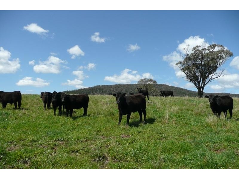 Orange NSW 2800