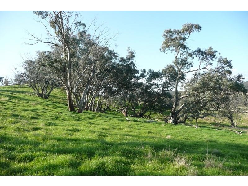 Molong NSW 2866