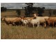 Cumnock NSW 2867