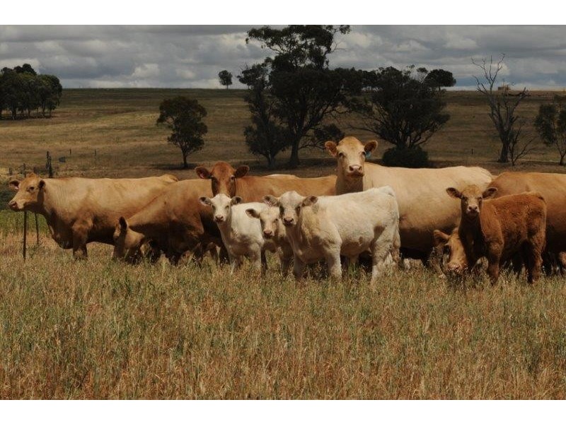 Cumnock NSW 2867