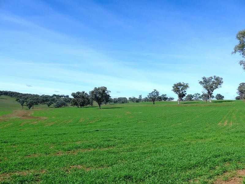 Cumnock NSW 2867