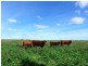 Cumnock NSW 2867