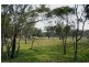 Molong NSW 2866