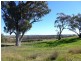 Molong NSW 2866