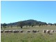 Molong NSW 2866