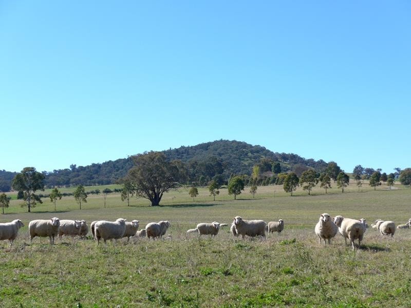 Molong NSW 2866