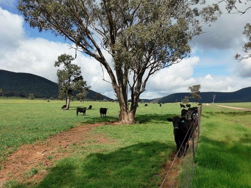 Murga NSW 2864