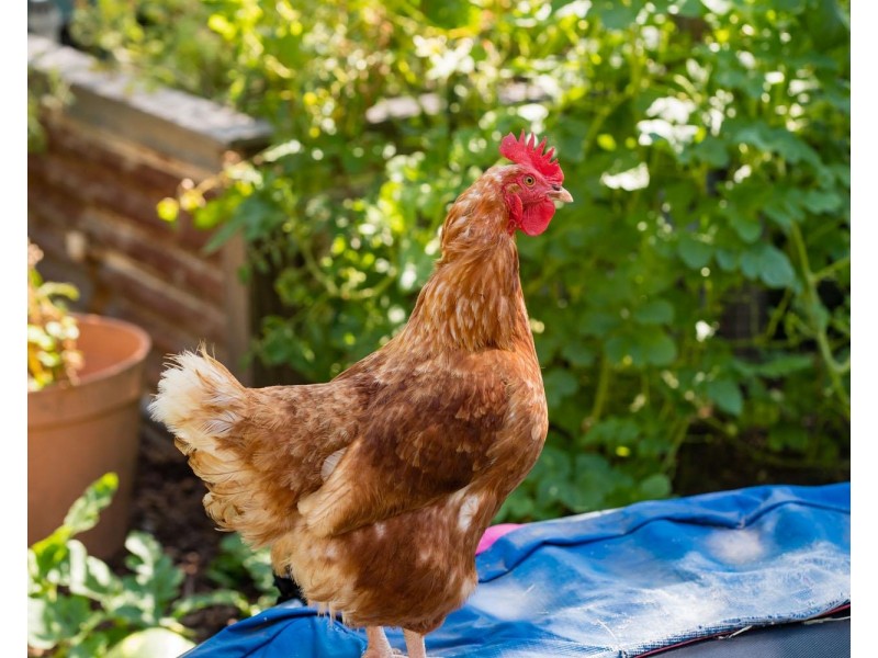 801 DELANY Street, Albury NSW 2640