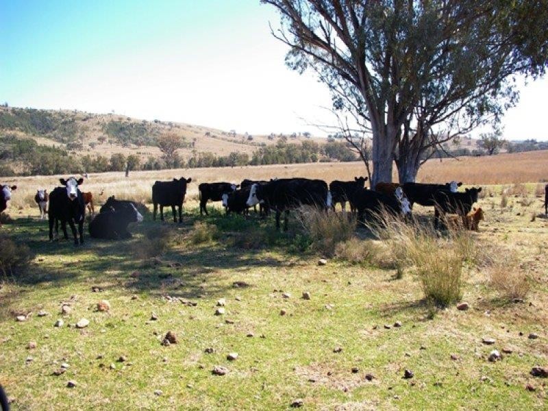 3894 Rocky Creek Rd, Bonshaw NSW 2361