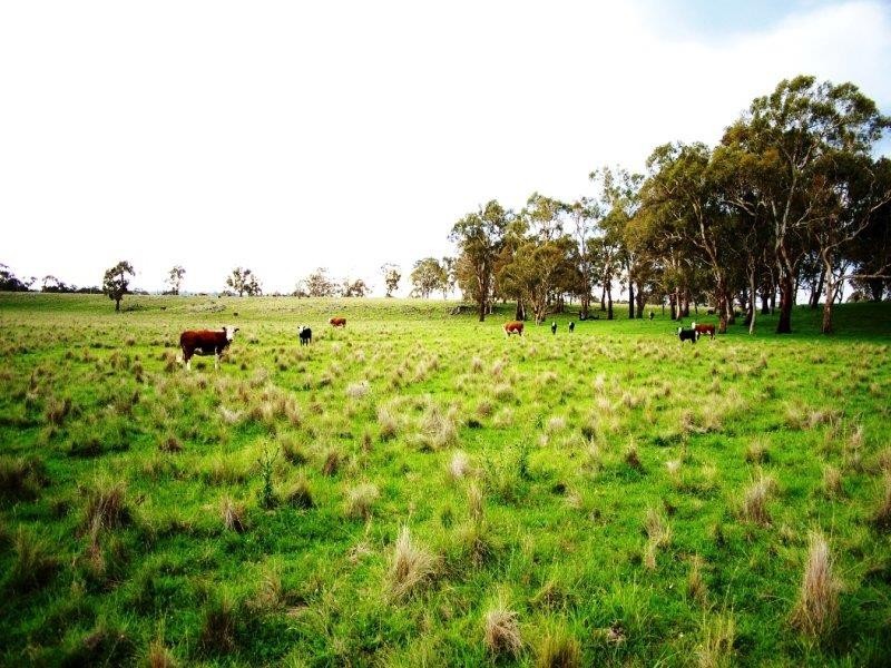 - Hillview Rd, Uralla NSW 2358