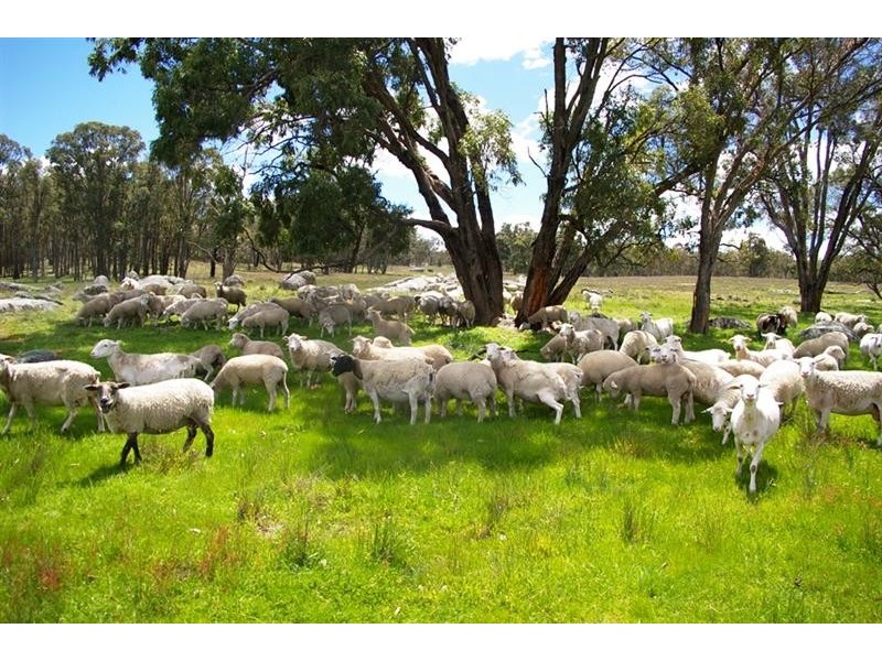 2782 Bonnay-linton Rd, Bundarra NSW 2359