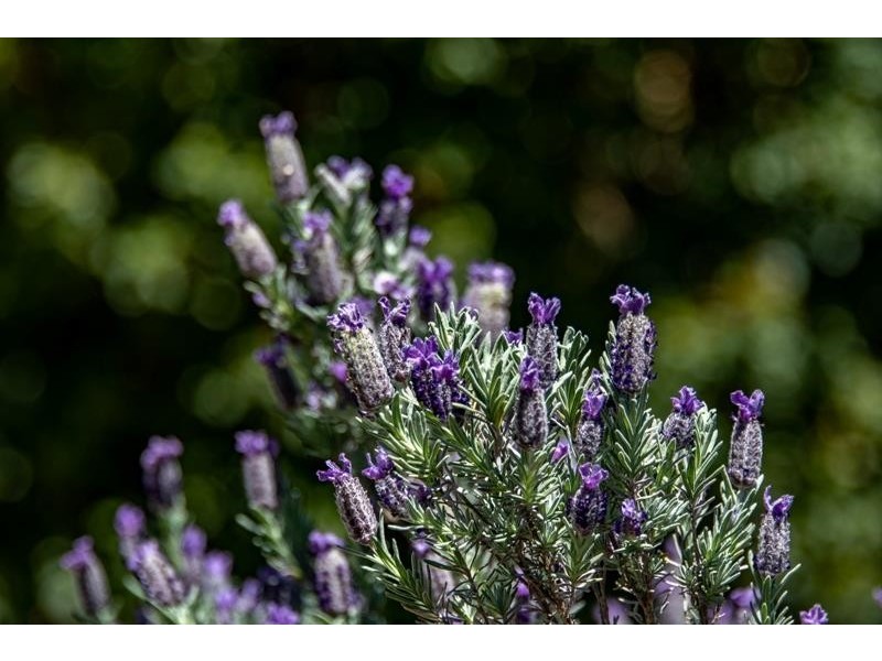 30 Huon Street, Tallong NSW 2579