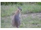 16  Torquay Cct, Red Head NSW 2430