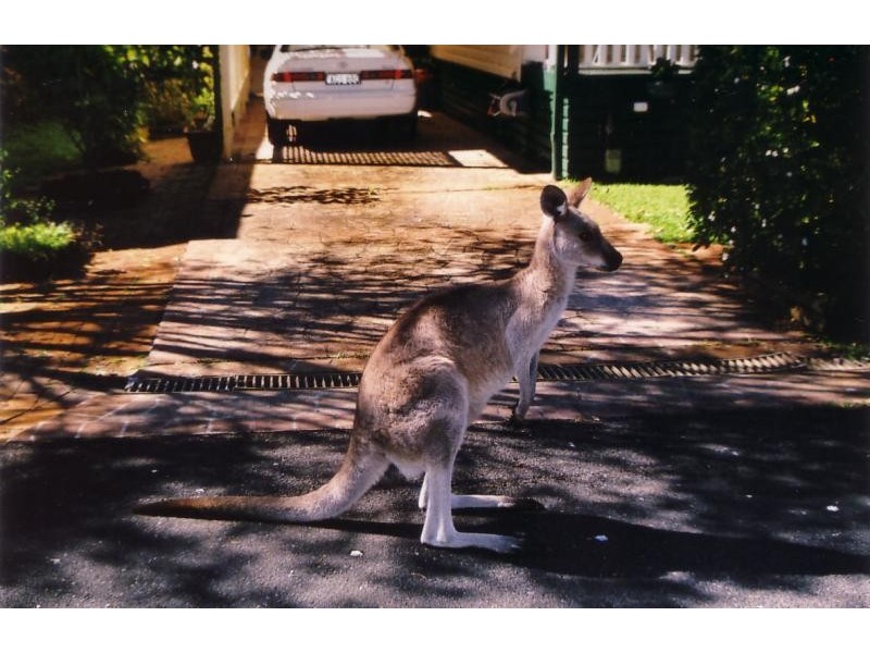 30 Quail Cres, Arrawarra NSW 2456