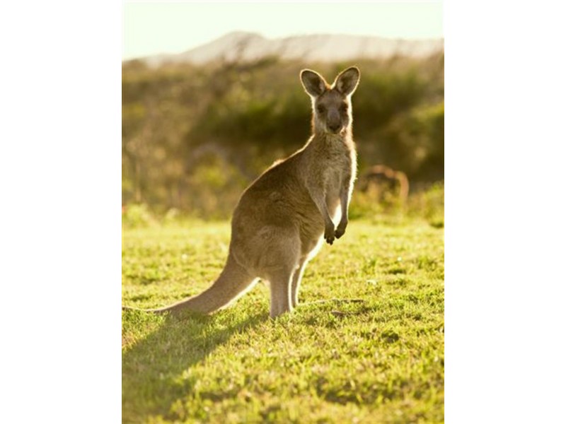 Various at Oyster Drive, Valla NSW 2448