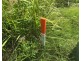 Lot 28 Gloucester Drive, Deebing Heights QLD 4306