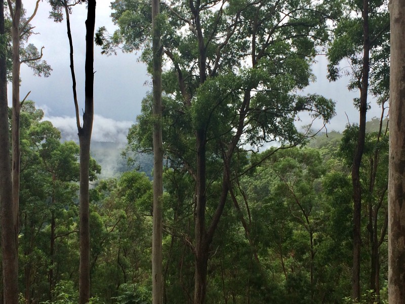 108D Wongawallen Road, Tamborine Mountain QLD 4272