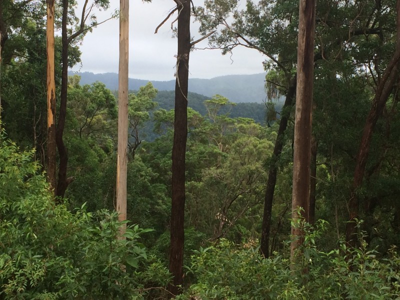 108D Wongawallen Road, Tamborine Mountain QLD 4272