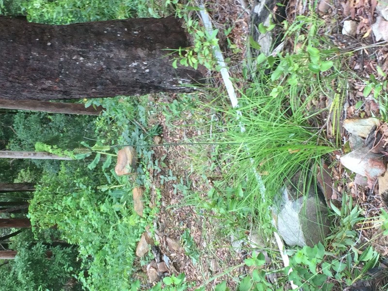 108D Wongawallen Road, Tamborine Mountain QLD 4272