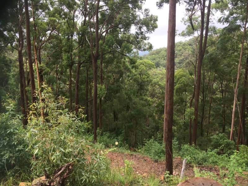 108D Wongawallen Road, Tamborine Mountain QLD 4272