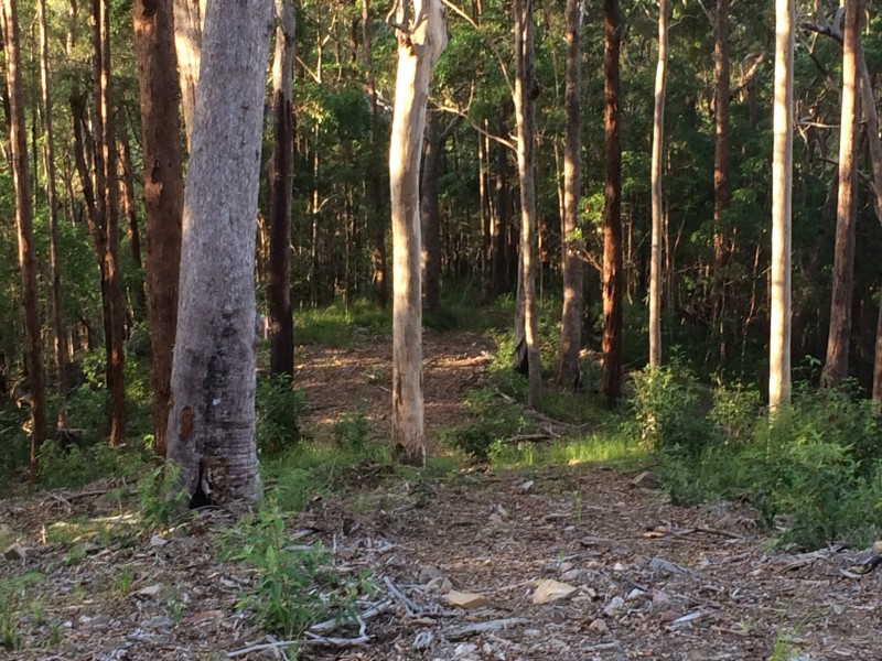 108D Wongawallen Road, Tamborine Mountain QLD 4272