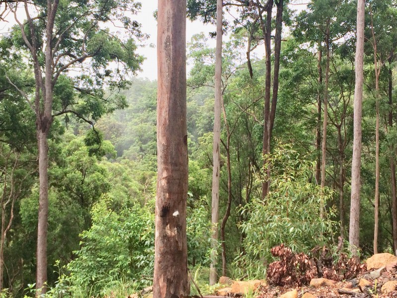 108D Wongawallen Road, Tamborine Mountain QLD 4272