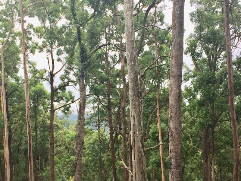 108D Wongawallen Road, Tamborine Mountain QLD 4272