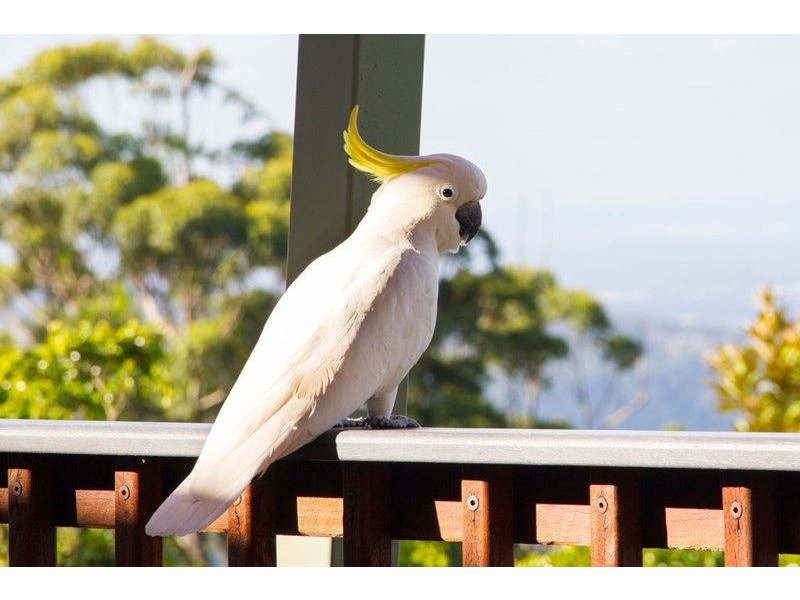 19-23 Witherby Crescent, Tamborine Mountain QLD 4272