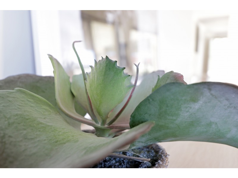 20 Greenshank Road, Harrisdale WA 6112