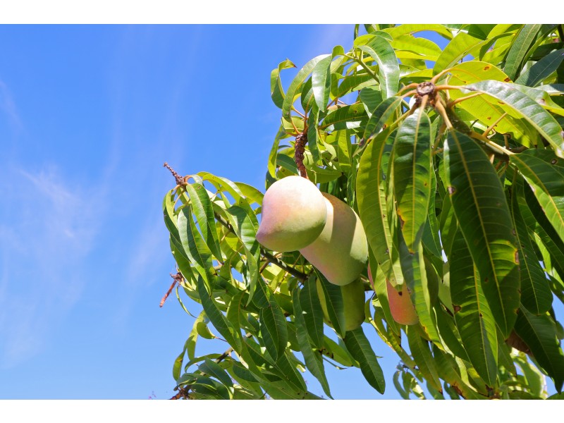 20 Greenshank Road, Harrisdale WA 6112