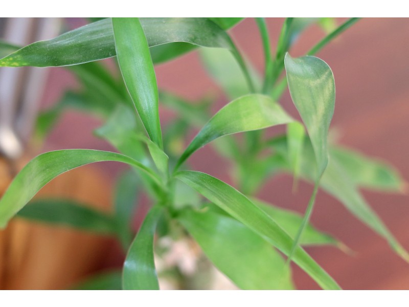 5 Argo Way, Harrisdale WA 6112