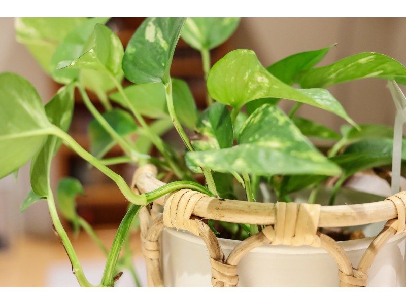 11 Mingara Avenue, Harrisdale WA 6112