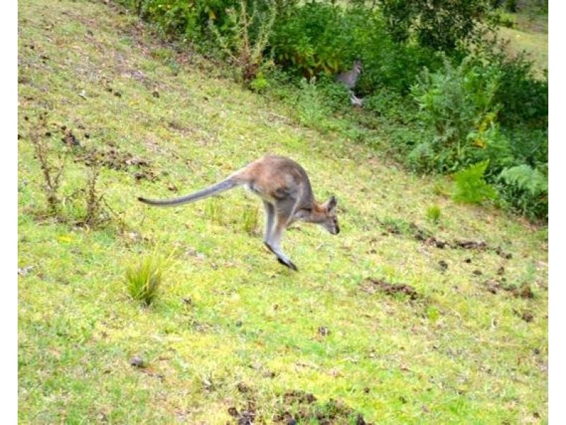 235 Chichester Dam Road, Bandon Grove NSW 2420