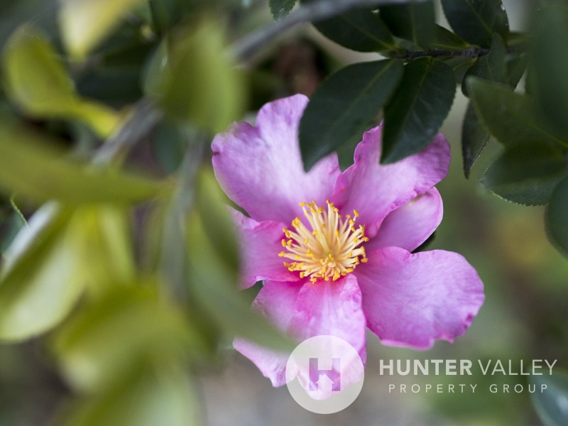 5 Ribbonwood Close, Largs NSW 2320