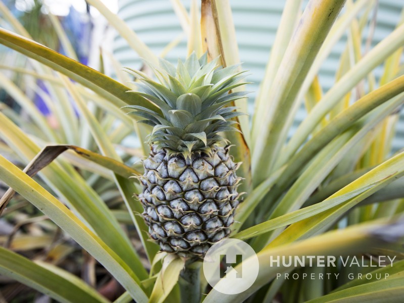 5 Ribbonwood Close, Largs NSW 2320