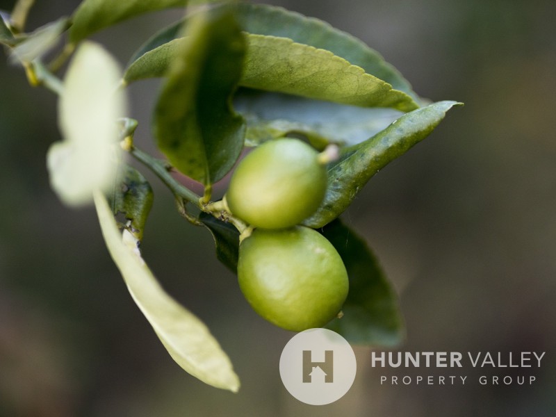 5 Ribbonwood Close, Largs NSW 2320