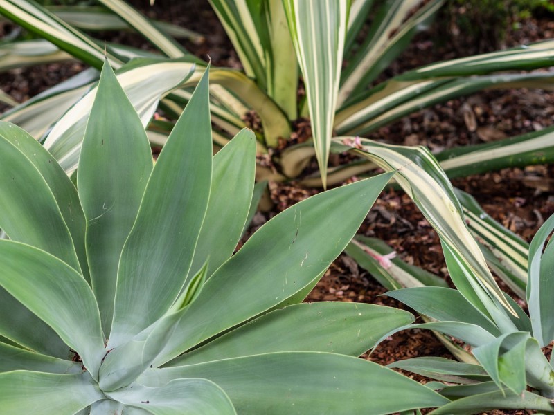 64 Whitehill Road, Eastern Heights QLD 4305