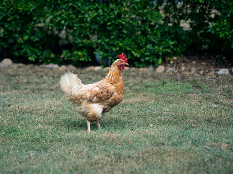 4 BOURKE STREET, Brassall QLD 4305