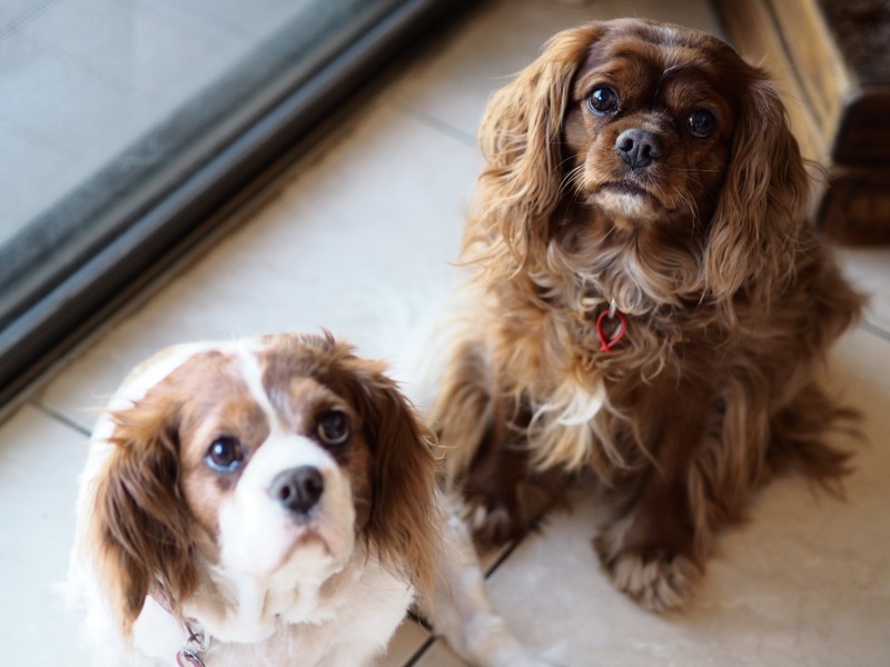 9 RANCH STREET, Brassall QLD 4305