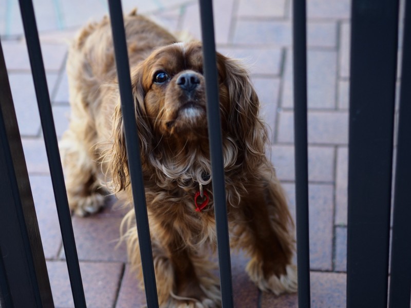 9 RANCH STREET, Brassall QLD 4305