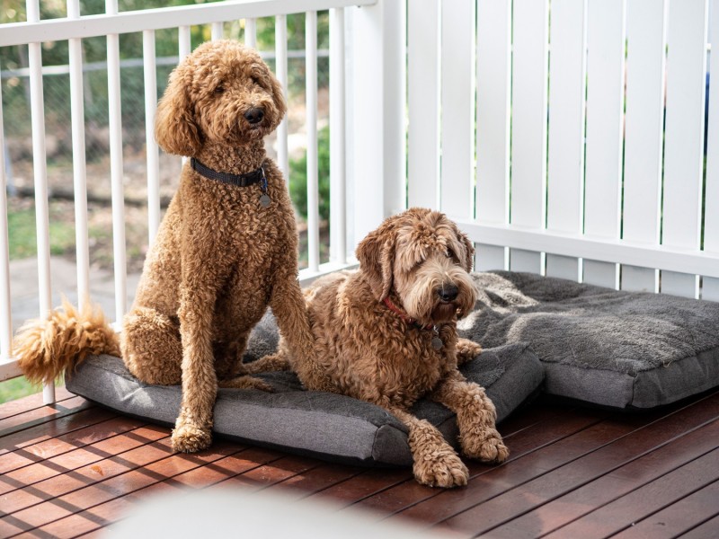 68 Tiger Street, Ipswich QLD 4305