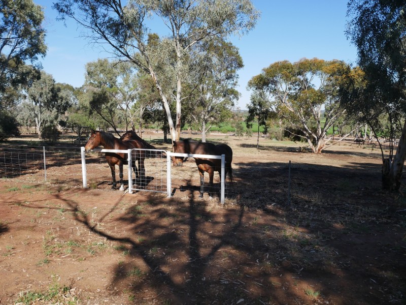 91 Deveril Rd, Leeton NSW 2705